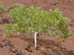 Acacia spirorbis