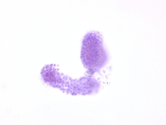 Lamprocystis