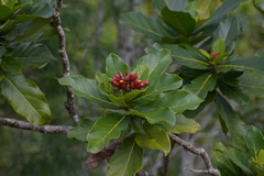 Deplanchea sessilifolia