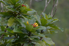 Deplanchea sessilifolia