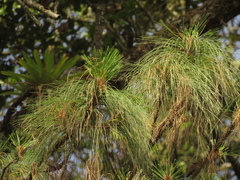 Pinus maximinoi