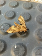 Marumba dyras