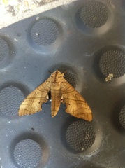 Marumba dyras