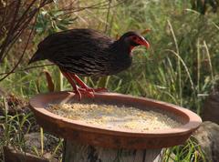 Pternistis afer castaneiventer