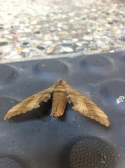 Marumba dyras