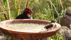 Pternistis afer castaneiventer