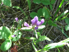 Gentianella propinqua