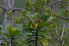 Deplanchea sessilifolia