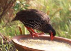 Pternistis afer castaneiventer