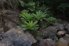 Blechnum gibbum
