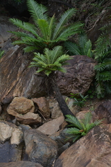 Blechnum gibbum