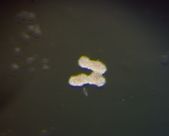 Lamprocystis