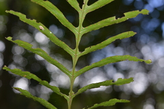 Lecanopteris vieillardii image