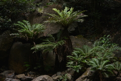 Blechnum gibbum