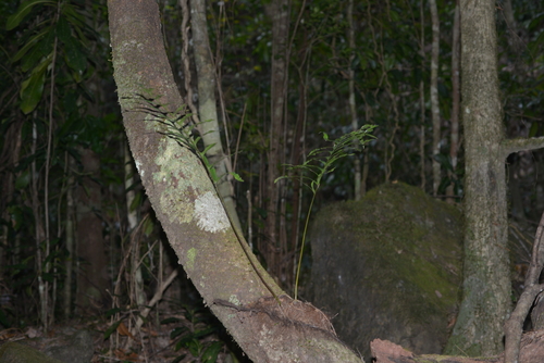 Lecanopteris vieillardii, 2021-08-01