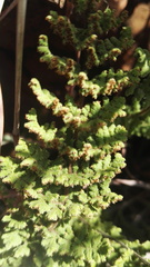 Cheilanthes hirta