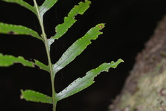 Lecanopteris vieillardii image