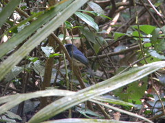 Cyornis pallidipes