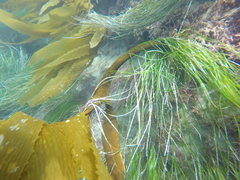 Eisenia arborea