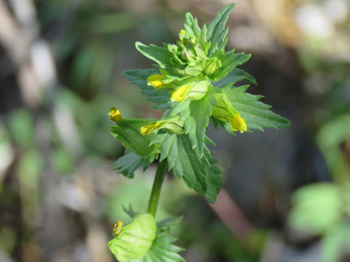 Northern yellow rattle (Rhinanthus groenlandicus)