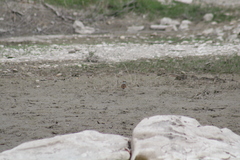 Charadrius vociferus