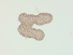 Lamprocystis