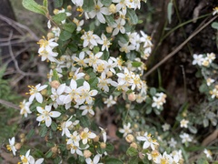 Asterolasia asteriscophora albiflora