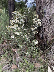 Asterolasia asteriscophora albiflora