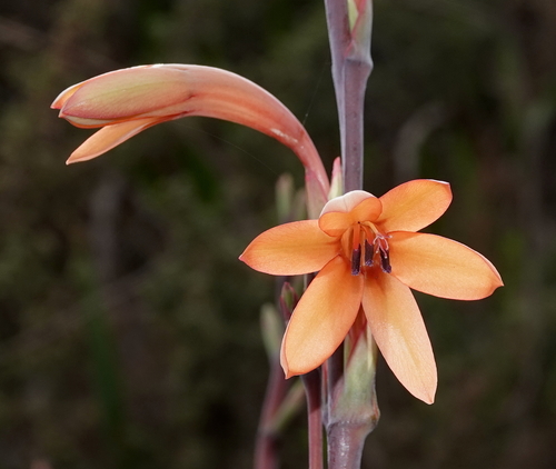 Watsonia meriana