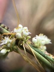 Cuscuta