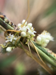 Cuscuta
