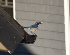 Aphelocoma californica