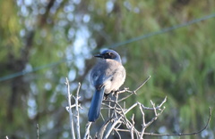 Aphelocoma californica