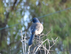 Aphelocoma californica
