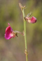 Tephrosia capensis capensis