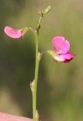 Tephrosia capensis capensis