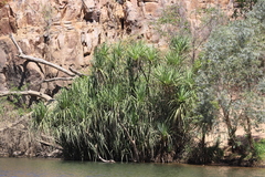 Pandanus aquaticus
