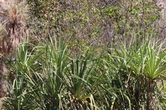 Pandanus aquaticus