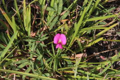 Tephrosia capensis capensis