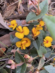 Platylobium infecundum