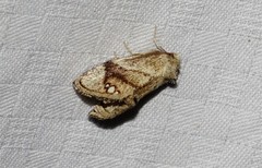 Packardia geminata