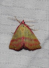 Phytometra rhodarialis