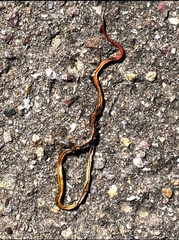 Diadophis punctatus similis