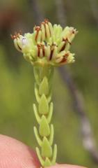 Crassula ericoides ericoides