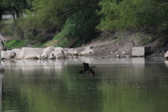 Nannopterum brasilianum