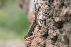 Sceloporus torquatus
