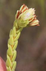Crassula ericoides ericoides