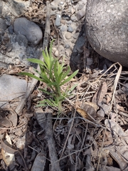 Tessaria absinthioides