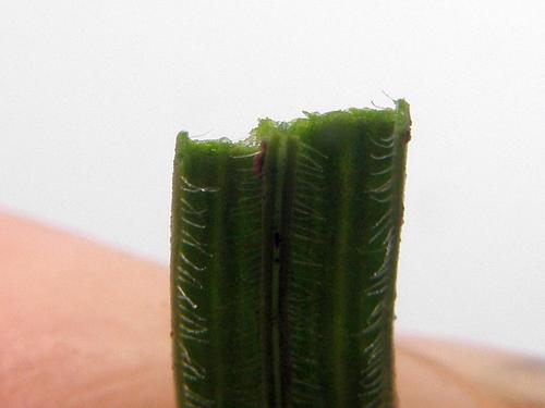 Geissorhiza inflexa