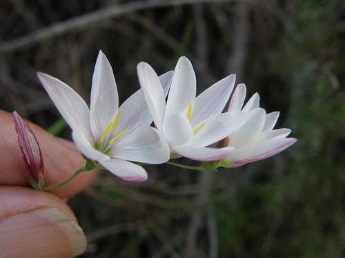 Geissorhiza inflexa